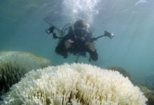 Photo of Coral Bleaching A Time Bomb If Nothing Is Done